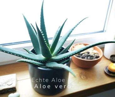 1-2 Zimmer Wohnung gesucht! - Foto 1