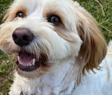 Merewether - Photo 5