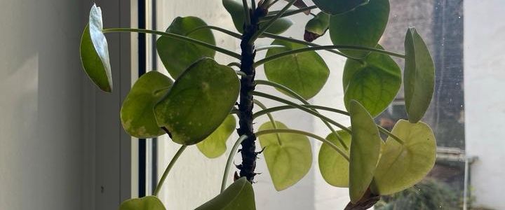 Paar sucht 3-Zimmer-Wohnung in Köln - Foto 1