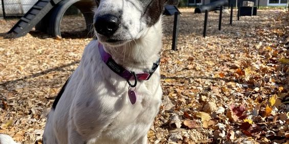 4 ½ à Louer, Animaux Acceptés! - Photo 3