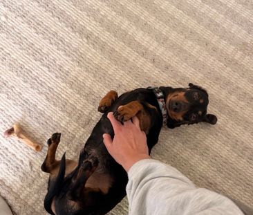 Caulfield North - Photo 2