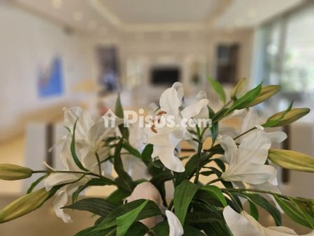 Chalet en alquiler en Sol de Mallorca-Portals Vells - Photo 4