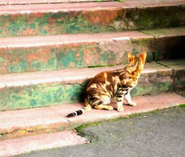 61 Darling Street, South Yarra, VIC 3141 - Photo 5