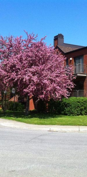 Anjou, 3 1/2 à louer libre immédiatement - Photo 1