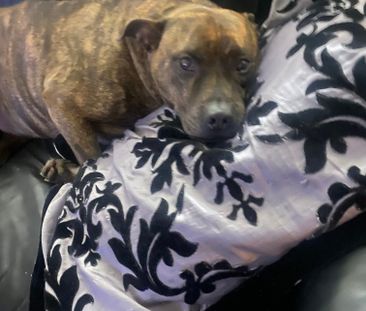 Reedy Creek - Photo 2