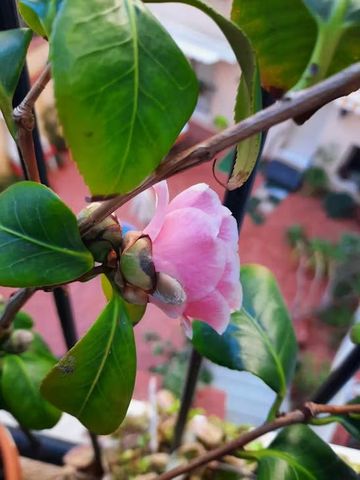 Carrer de Sant Crispí, Barcelona, Catalonia 08035 - Photo 3