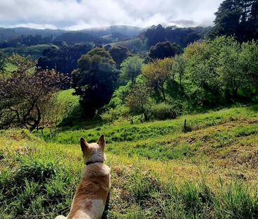 Basket Range - Photo 2