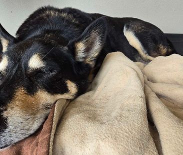 Upper Caboolture - Photo 5