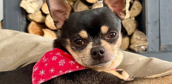 3 ½ à Louer, Animaux Acceptés! - Photo 2