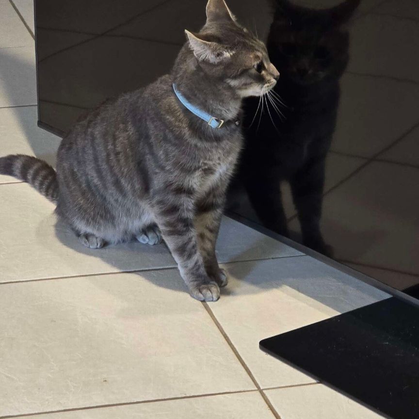 Upper Caboolture - Photo 1