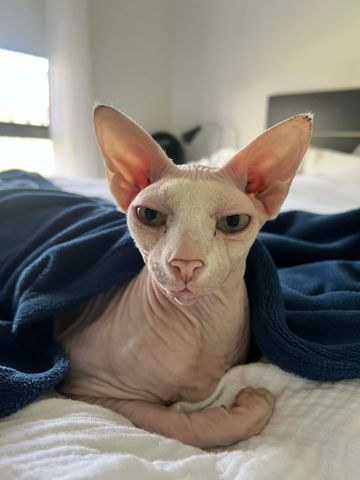 Albany Creek - Photo 4