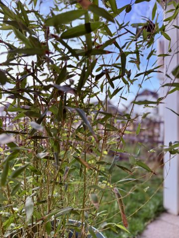 Location Appartement 2 pièces 46m² MITTELHAUSBERGEN 67206 - Photo 4