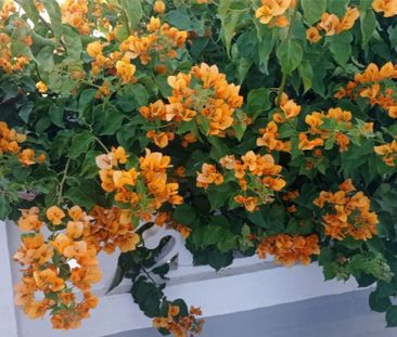 Piso de alquiler en Partida Devesa, 54, Oliva Nova - Photo 1