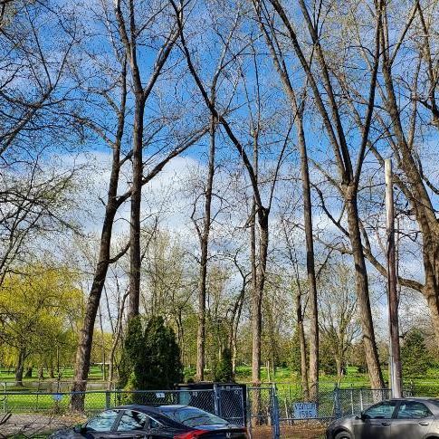 Tranquil, Spatieux et lumoineu devant le Golf à St-Lambert - Photo 1