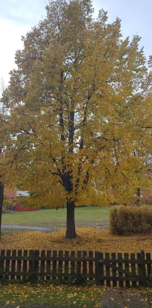 Råssnäsvägen, Motala - Photo 1