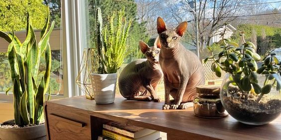 4 ½ à Louer, Animaux Acceptés! - Photo 3