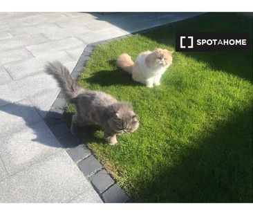 Room for rent in 3-bedroom house in Donabate.Single Only - Photo 3