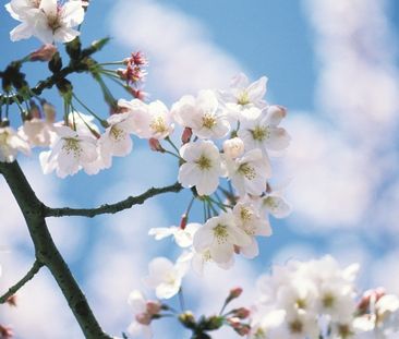 Top-Zweiraumwohnung mit Einbauküche - 19230 Hagenow - Foto 2