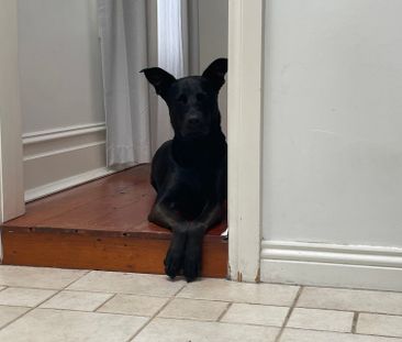 Paddington - Photo 6