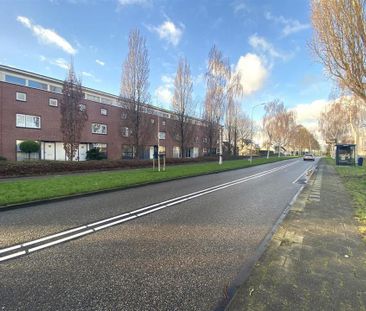 Bruine Lijster - Foto 5