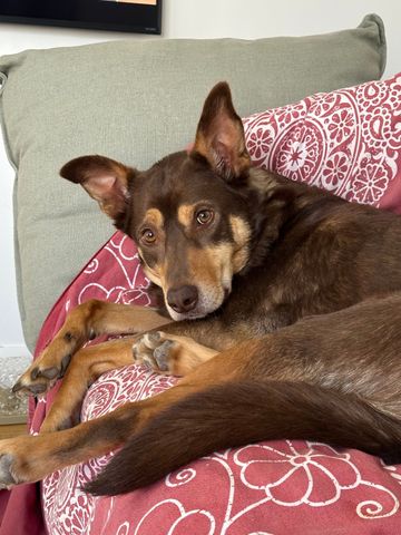 Altona North - Photo 2