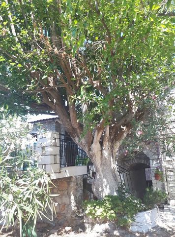 Μονοκατοικία για ενοικίαση - Λεύκτρος, - Φωτογραφία 3