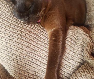 Shorncliffe - Photo 3