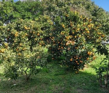 Organic fruit and eggs 'sleepout' by the sea - Photo 3