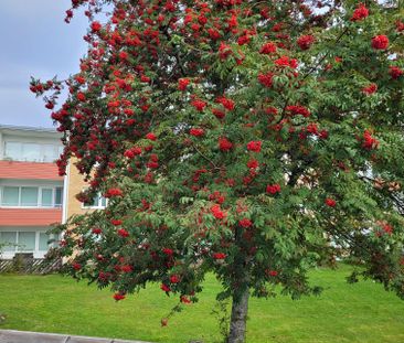 Trosalundsgatan - Foto 4