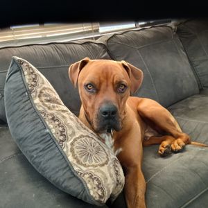 Morayfield - Photo 2