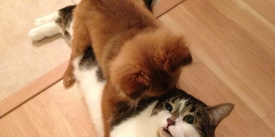 4 ½ à Louer, Animaux Acceptés! - Photo 3