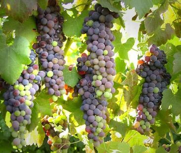 Appartement te huur - Foto 6