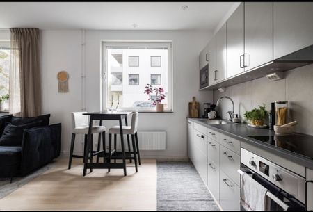 Gaffelseglet, Vega - Photo 4