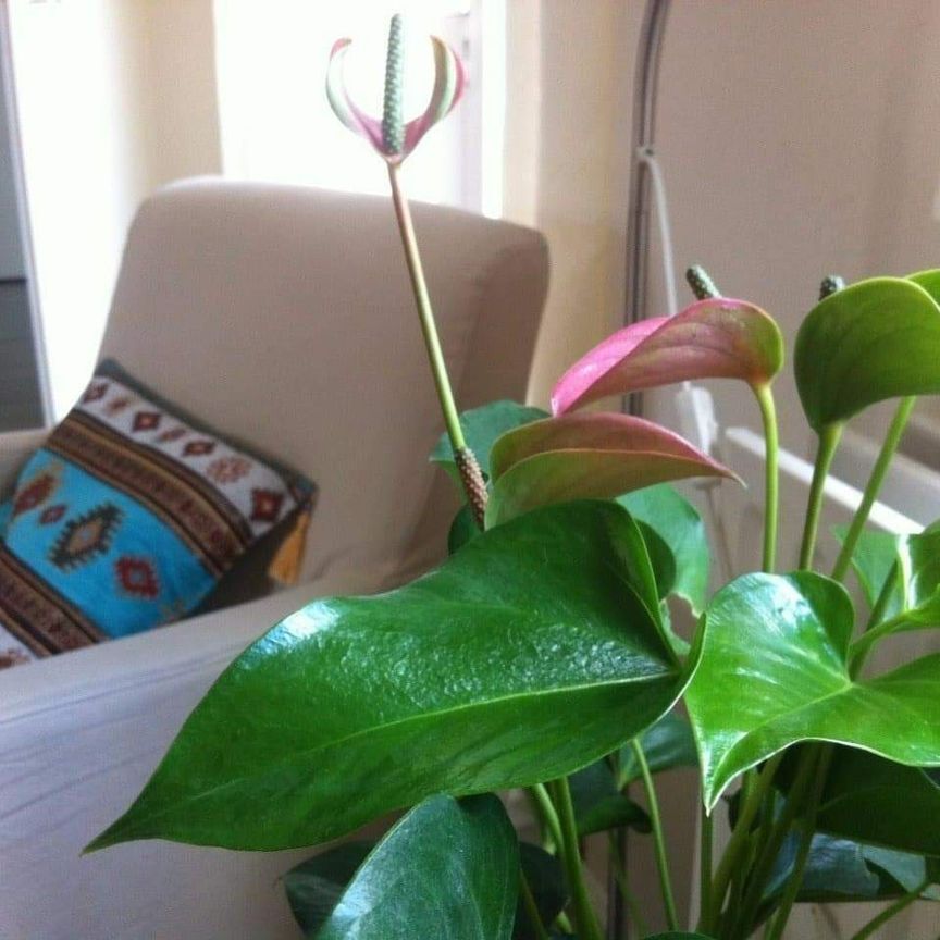 Appartement meublé Ooievaarhof, Utrecht - À louer - Foto 1