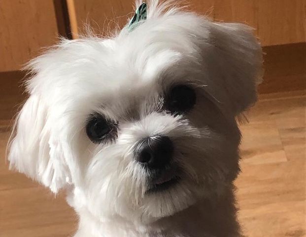 Ehepaar sucht Wohnung in Castrop---Bochum---Herne---Lüdo - Foto 1