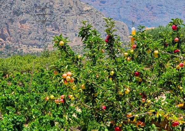 WIDE ESTATE FOR RENT IN TEULADA FOR LONG TERM