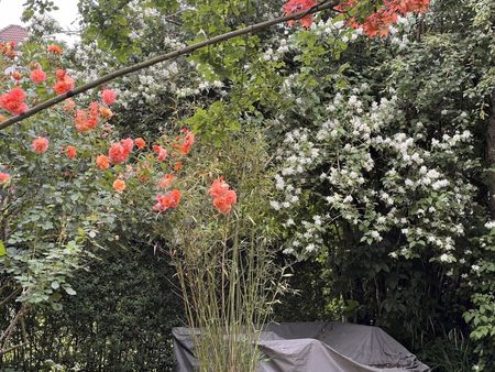 3-ROOM APARTMENT IN THOUNE (BE), FURNISHED, TEMPORARY - Photo 4