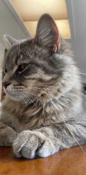 West Croydon - Photo 2