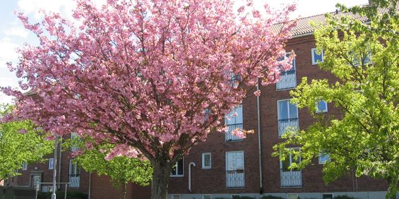 Biskop Turgots gata 3 - Foto 3