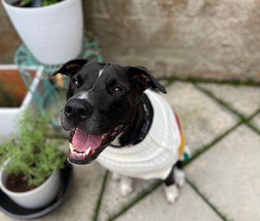 Bondi Junction - Photo 3