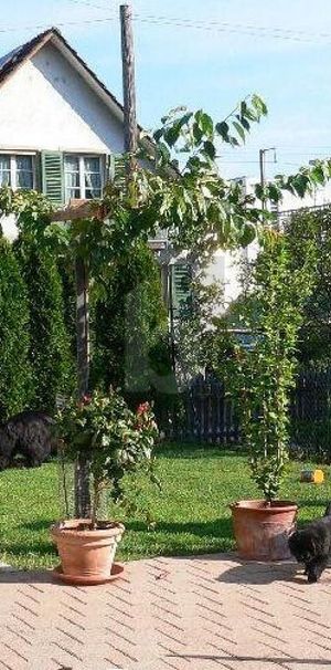 GROSSZÜGIG MIT GARTEN - Foto 1