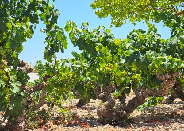 WIDE ESTATE FOR RENT IN TEULADA FOR LONG TERM