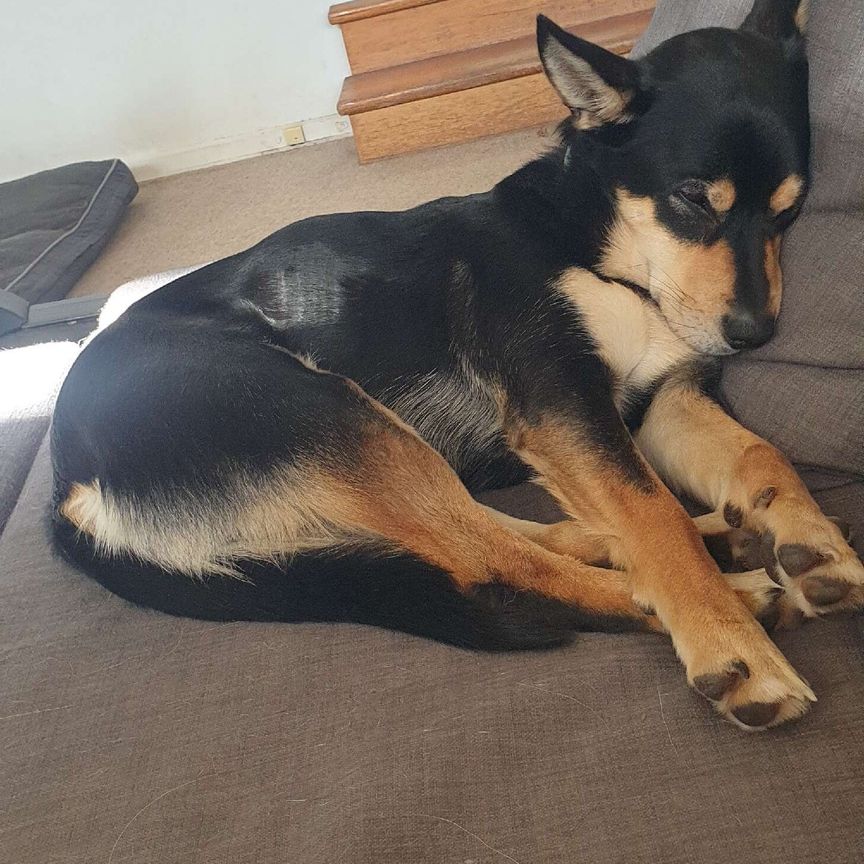 Templestowe Lower - Photo 2