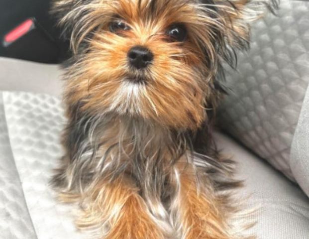 Bitte Dringend eine Wohnung gesucht Bitte - Photo 1