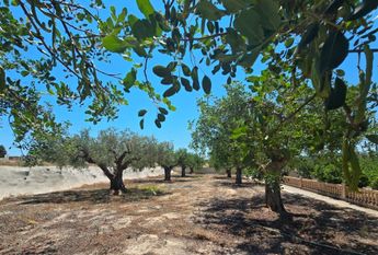 WIDE ESTATE FOR RENT IN TEULADA FOR LONG TERM