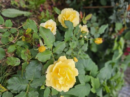 Lovely and Modern Family Home - Close to Amenities - Photo 5