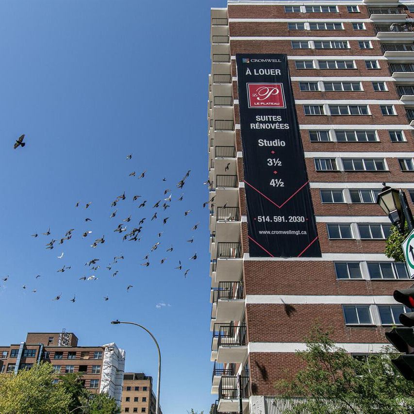 Le Plateau - 3605 St-Urbain - 1 Bedroom - 3605 Rue Saint-Urbain, Montréal - Photo 1
