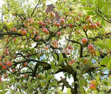DG in Lichterfelde, Altbau, unmöbliert, unbefristet - Photo 5