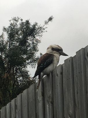 Coburg North - Photo 1