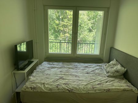 Gaffelseglet, Vega - Photo 2